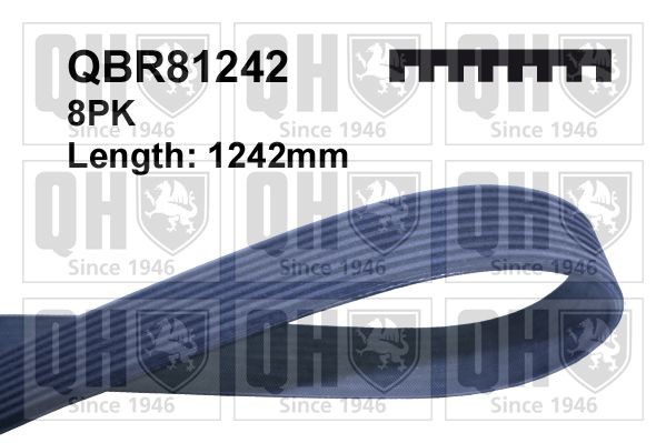 8PK1239 QUINTON HAZELL 1242mm, 8 Number of ribs: 8, Length: 1242mm Alternator belt QBR81242 buy