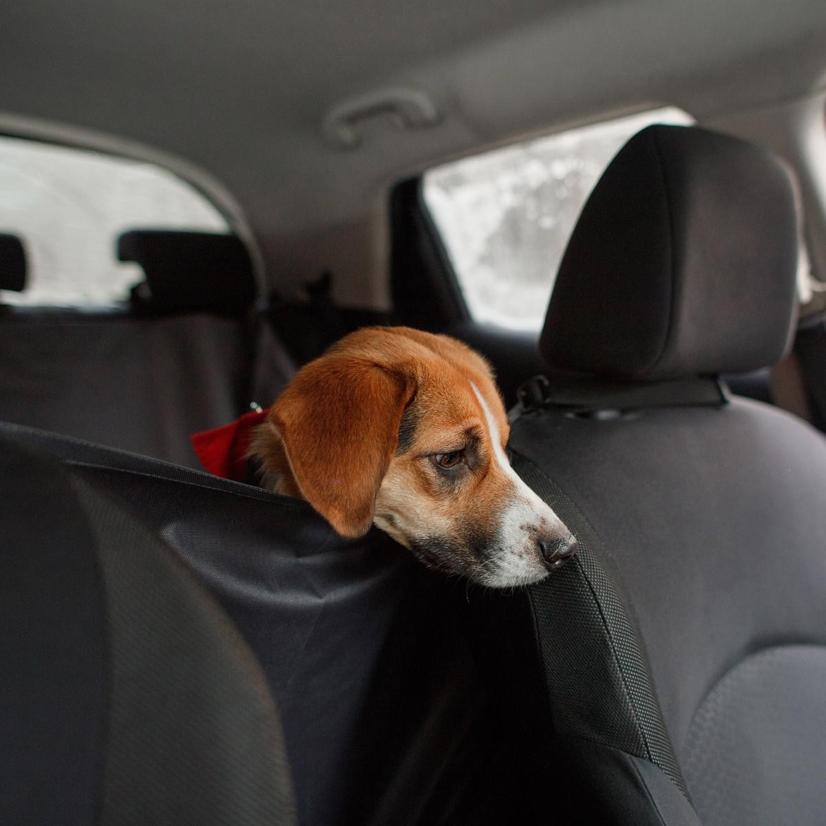 Dog car seat protector EINPARTS EPACC041