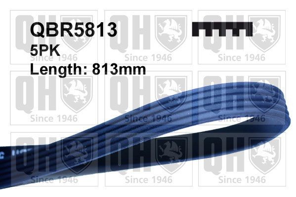 QUINTON HAZELL QBR5813 Serpentine belt 813mm, 5