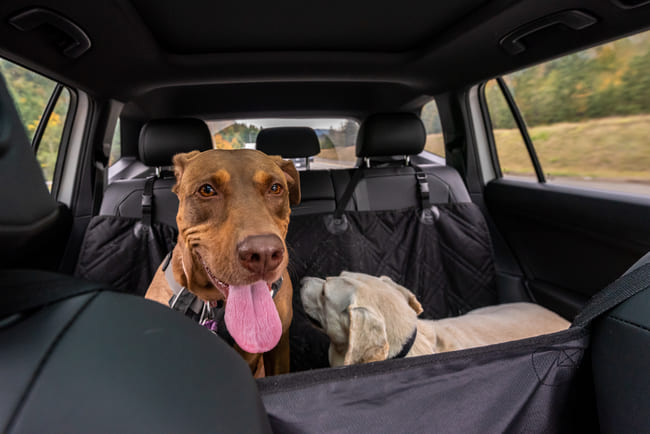 astuce pour enlever les poils de chien dans la voiture